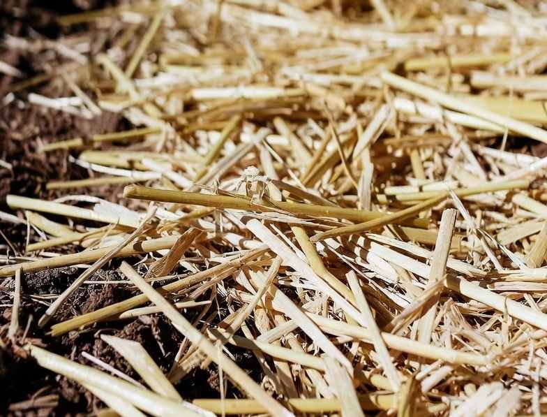 Straw Mulch