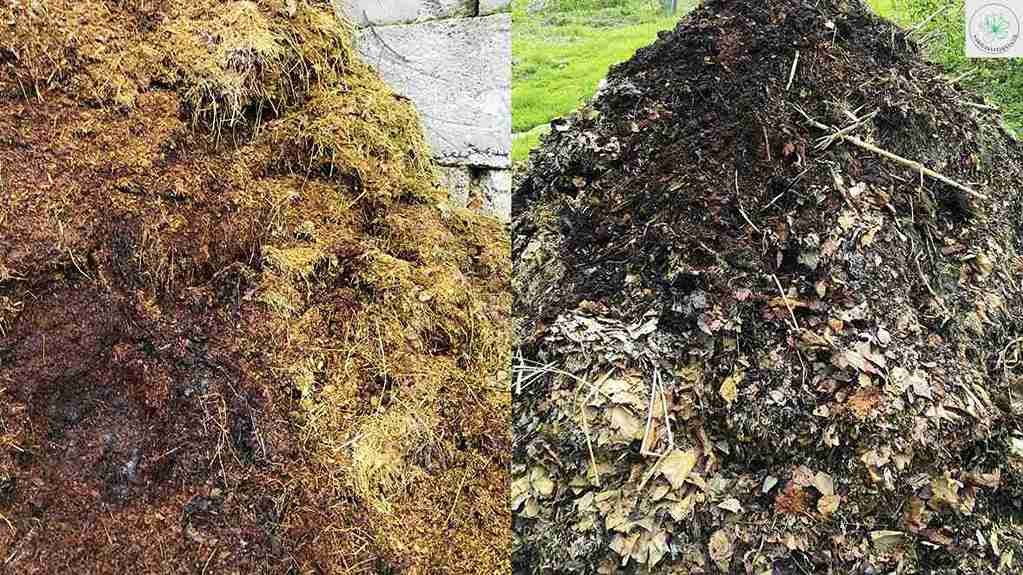 Compost vs manure comparison for soil improvement