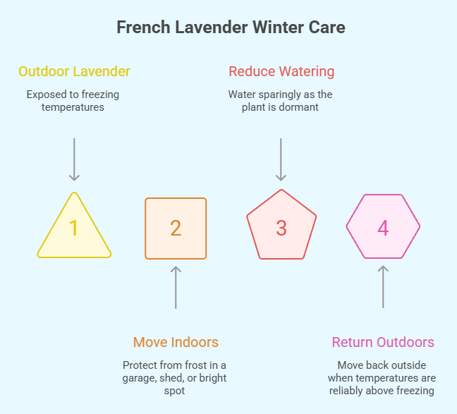 lavender in for the winter