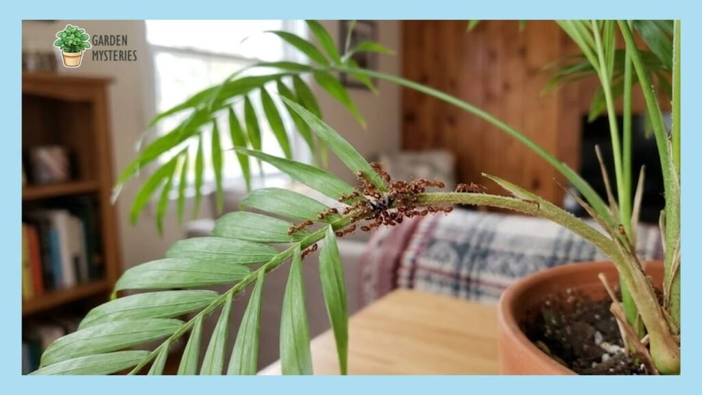 Palm Tree Ants