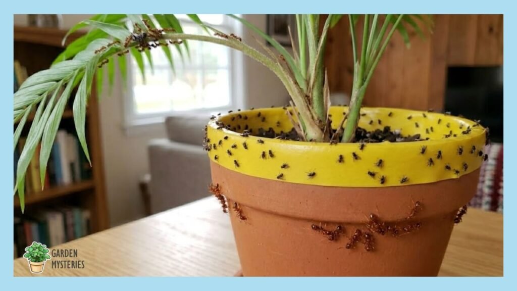 Sticky Barrier for ants