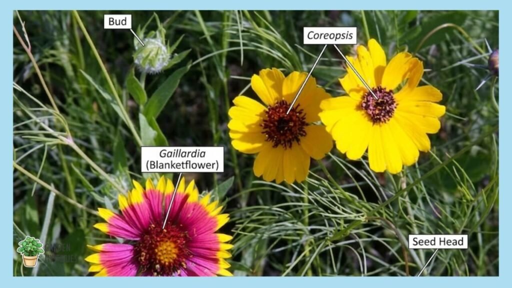 Coreopsis and Blanket Flower