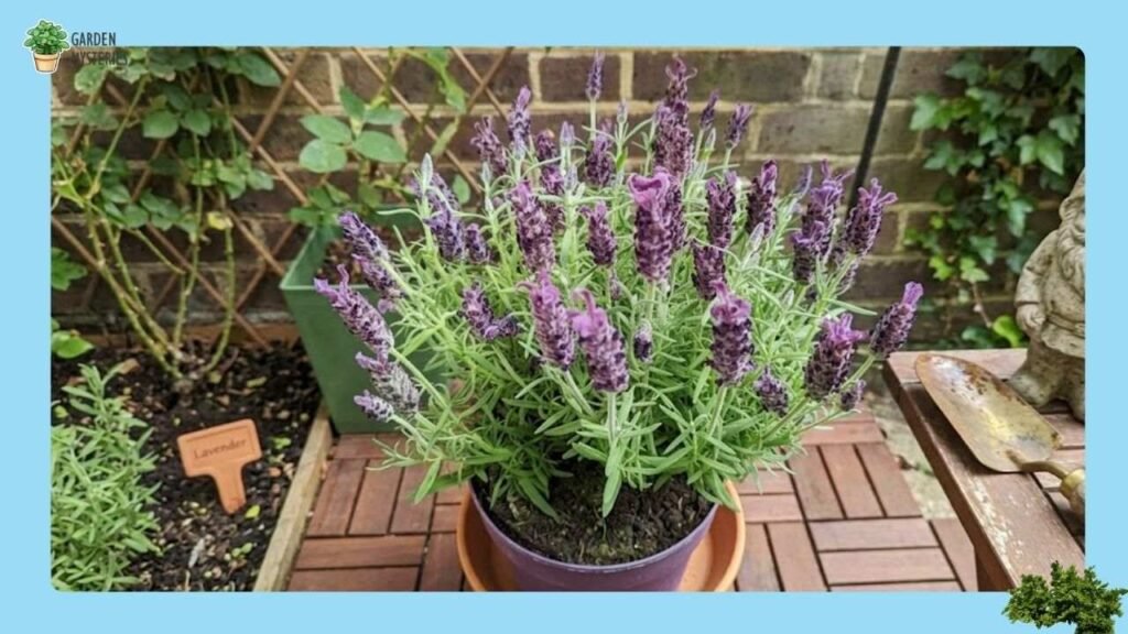 lavender plant in a pot