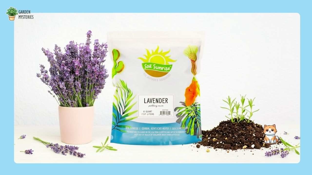 Soil Sunrise Lavender Potting Soil Mix