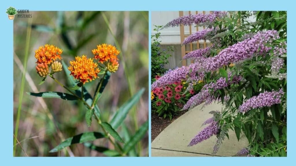 Which One Should You Plant?