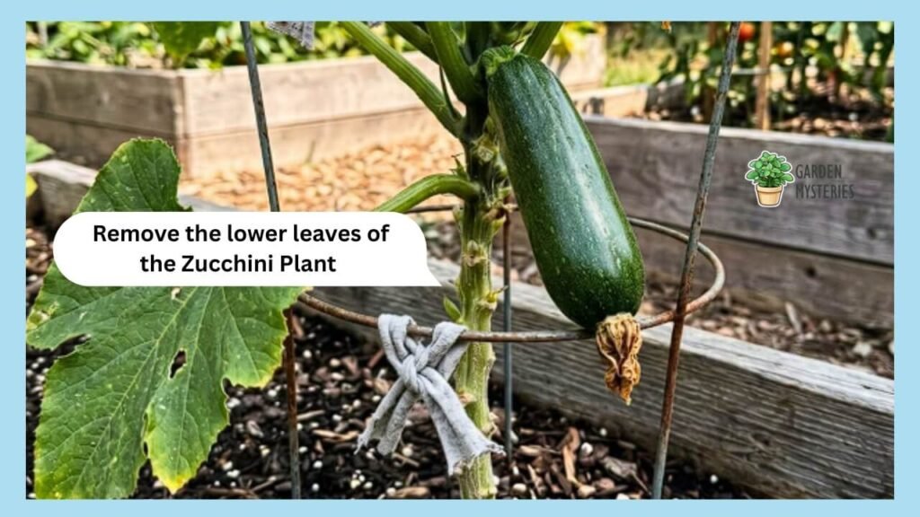 Remove the lower leaves of the Zucchini Plant