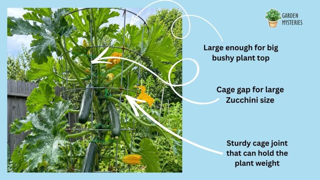 Tomato Cage for Mature Zucchini Plants