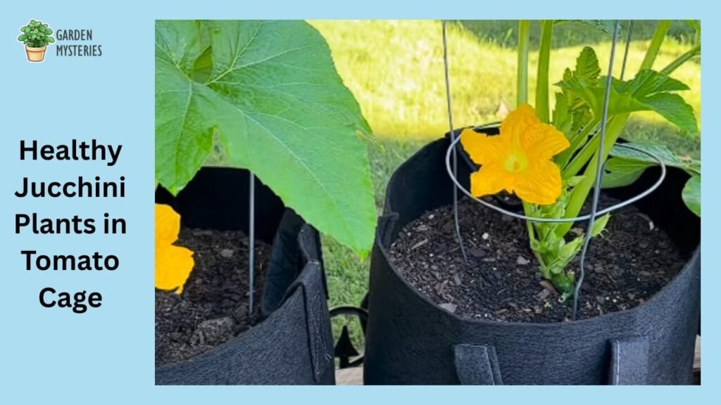Zucchini in a Tomato Cage