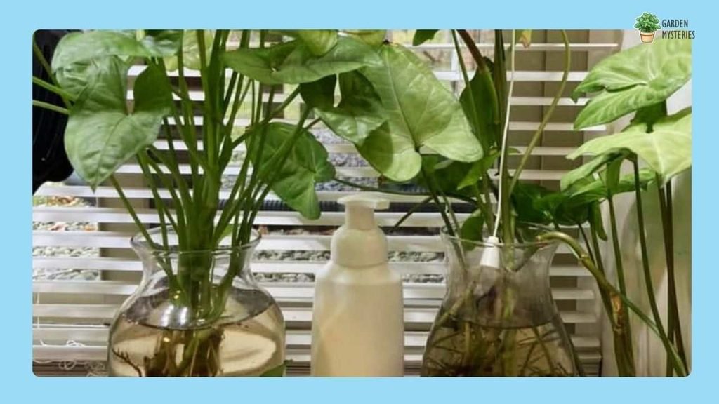 Arrowhead Plant