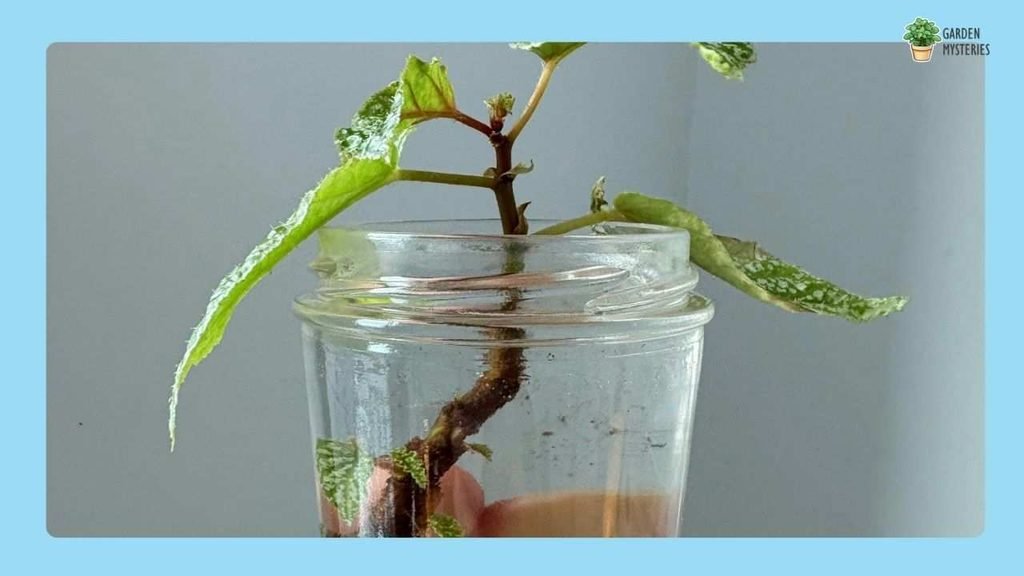 Begonia plant