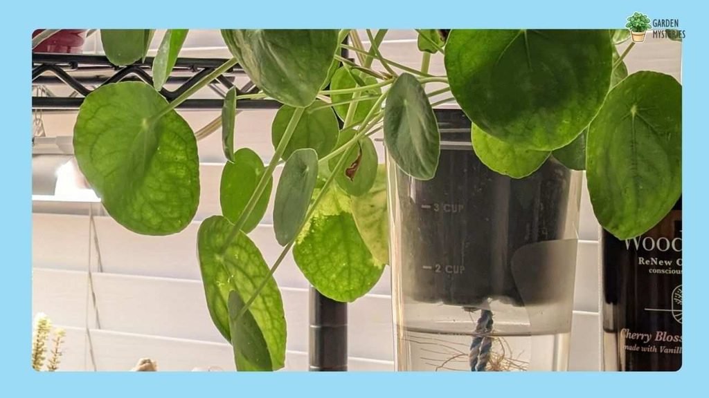 Chinese Money Plant - water plants in home