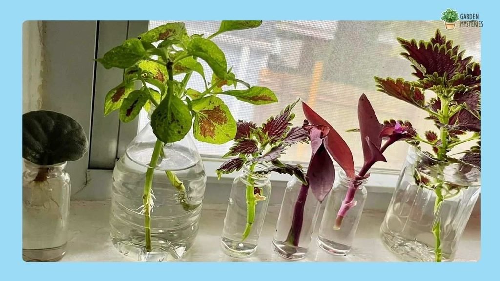Coleus