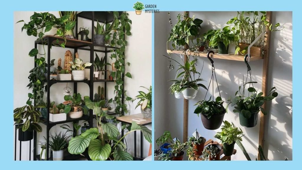 a Lucky Plant Corner