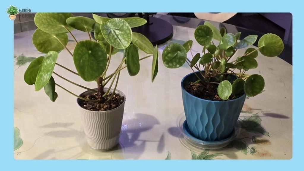 Luckt plant in a Decorative Pot
