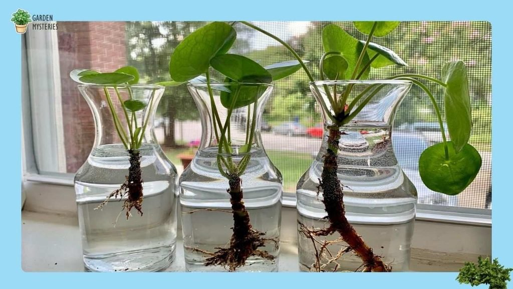 Pilea in Glass for a Propagation Look