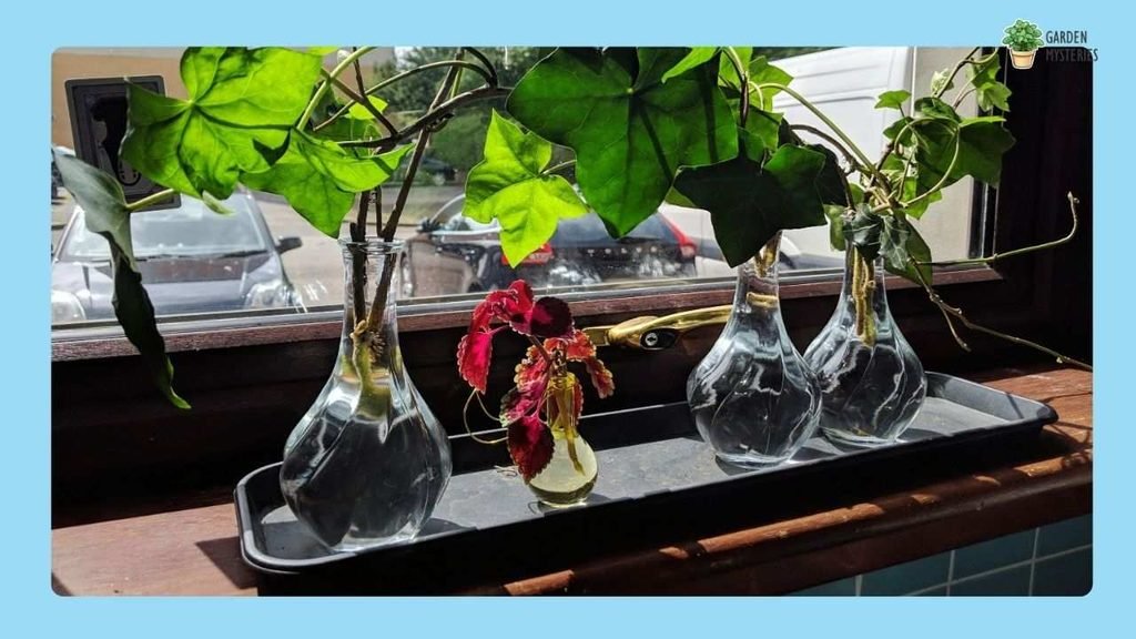 English Ivy - water plants in home