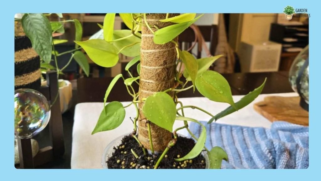 Heartleaf Philodendron