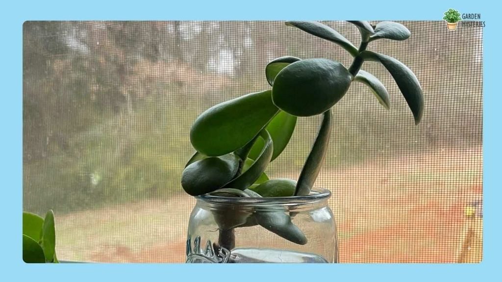 Jade Plant - water plants in home