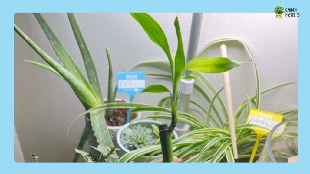 Lucky Bamboo