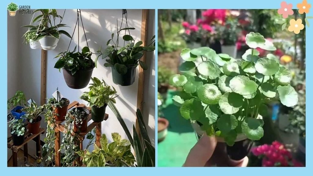 Small Pilea Collection