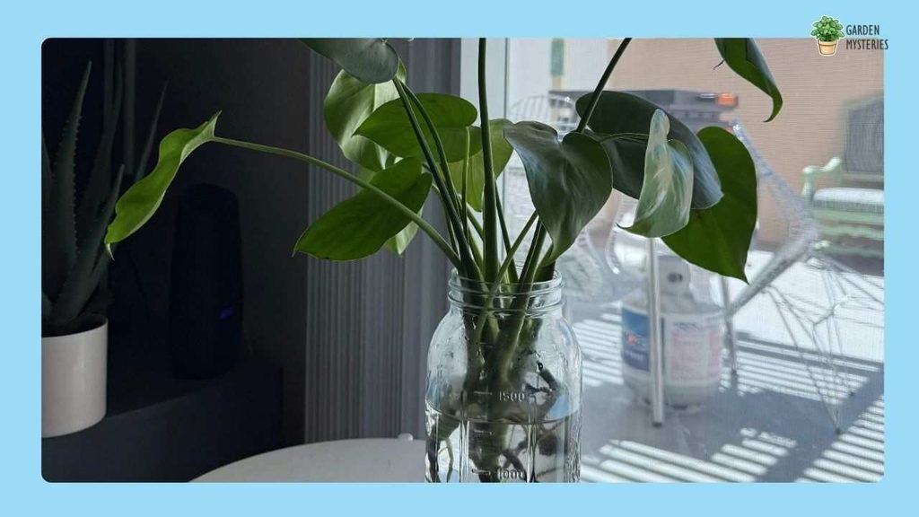 Monstera