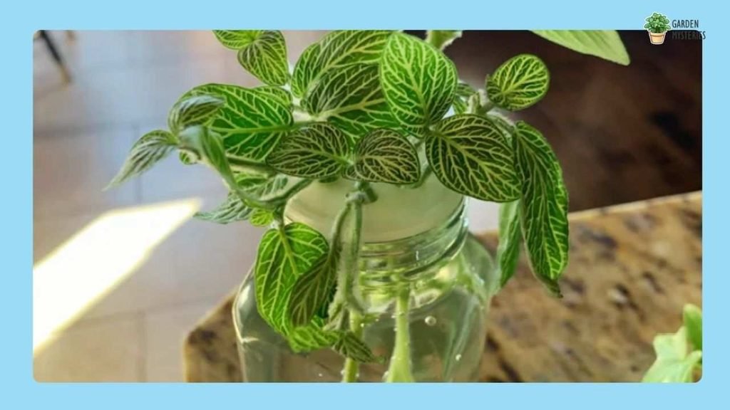 Nerve Plant