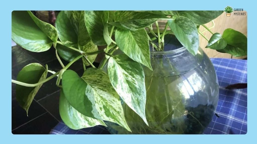 Pothos