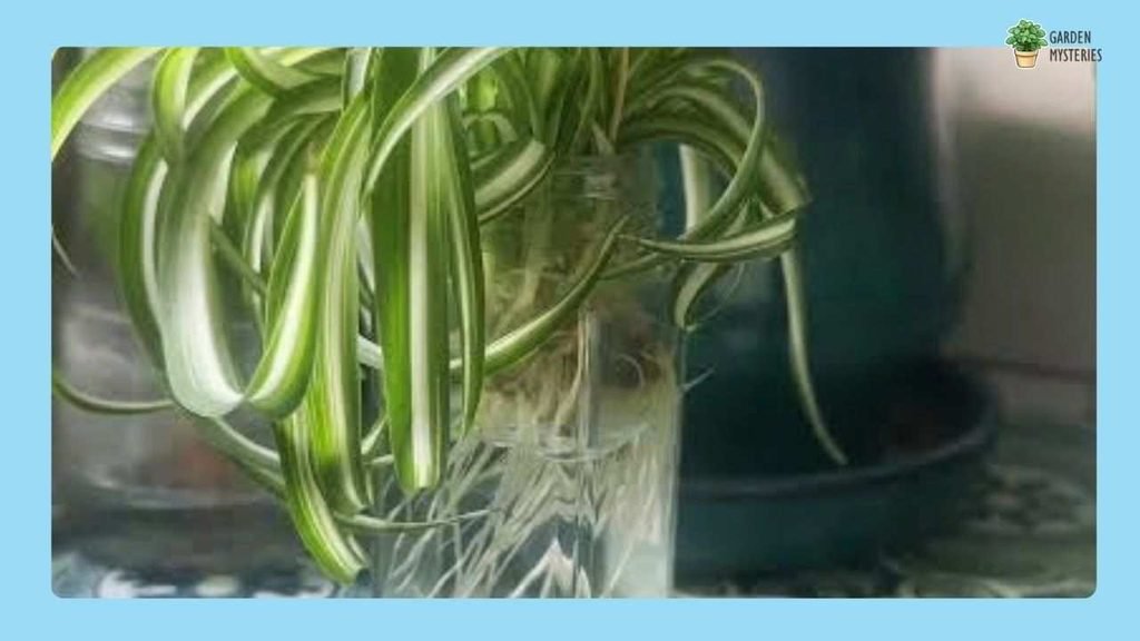 Spider Plant