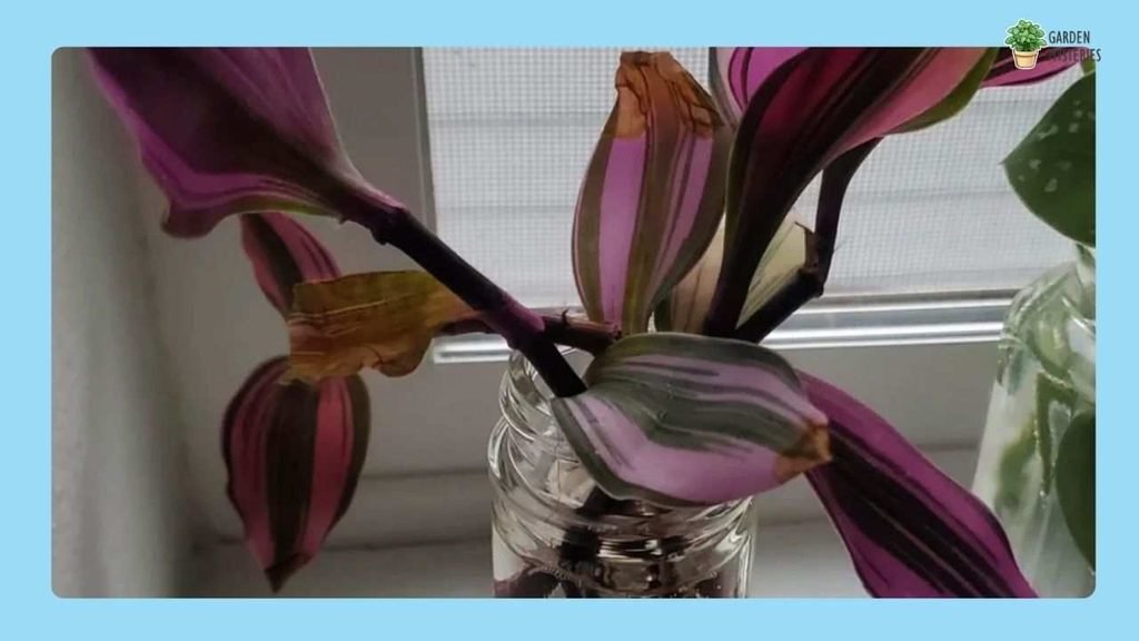 Tradescantia