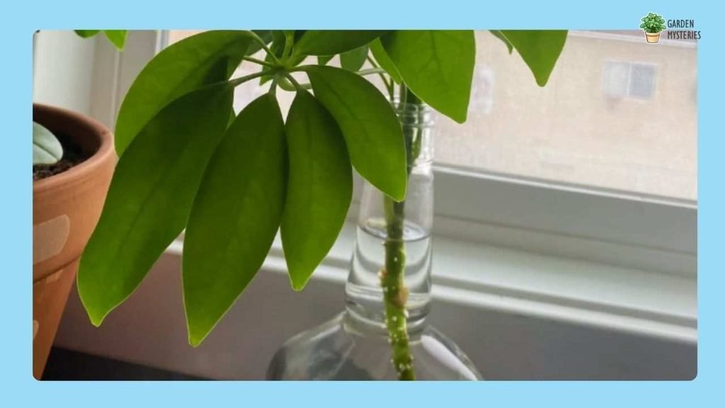Umbrella Plant