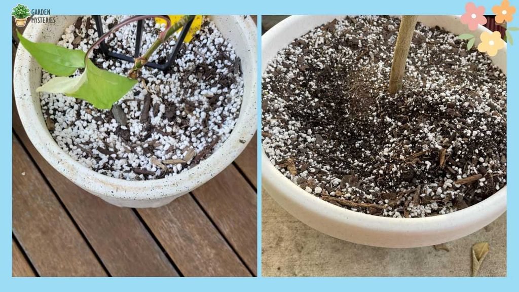 What Does Pearl Lite Soil do