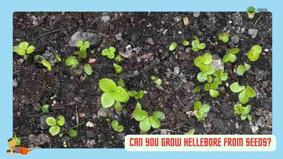 Can You Grow Hellebore From Seeds