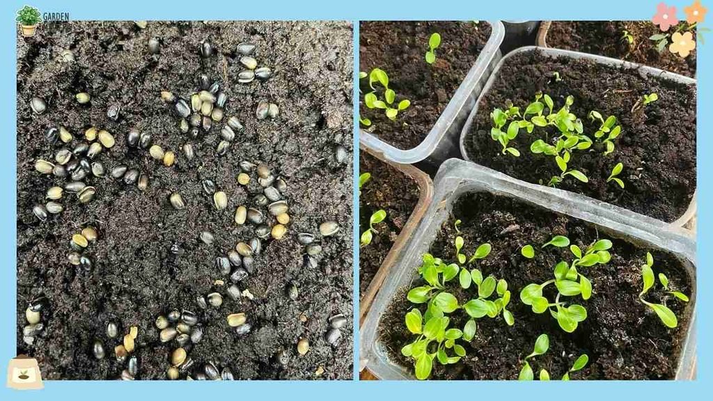 Caring for Hellebore Seedlings