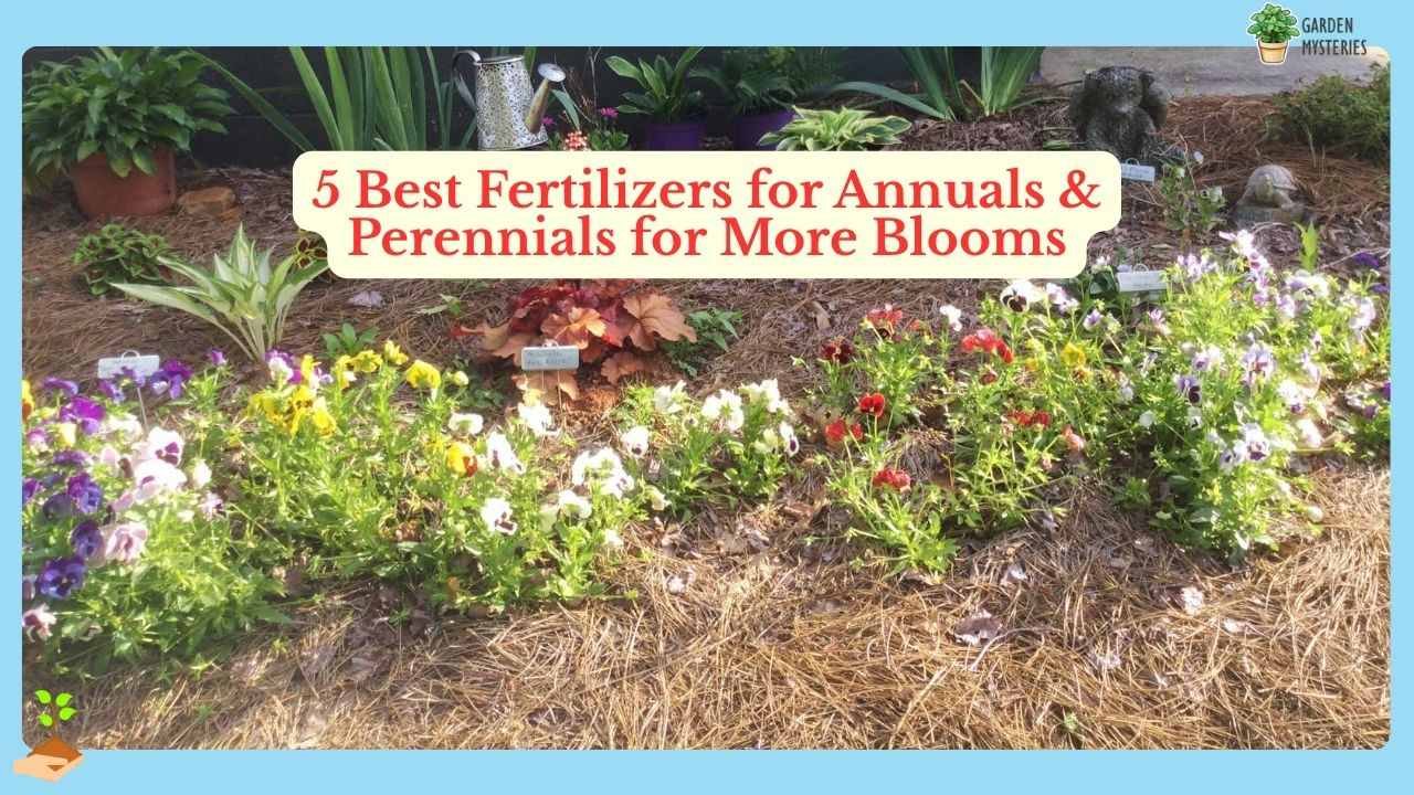 Best Fertilizers for Annuals and Perennials