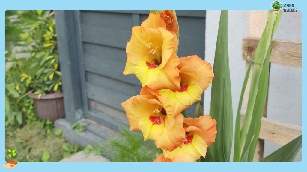 Growing Gladiolus