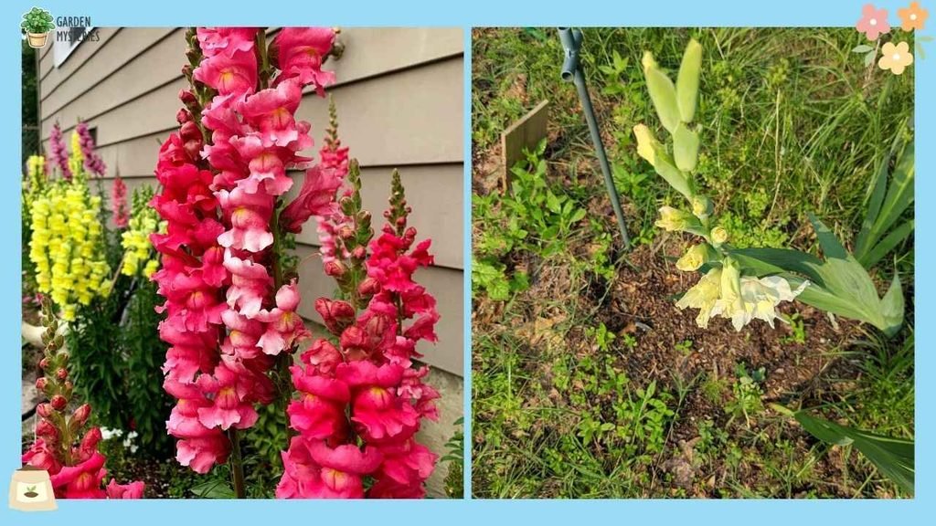 Gladiolus & Snapdragon