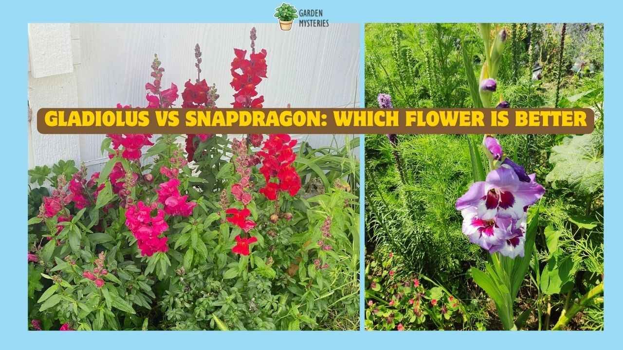 Gladiolus vs Snapdragon