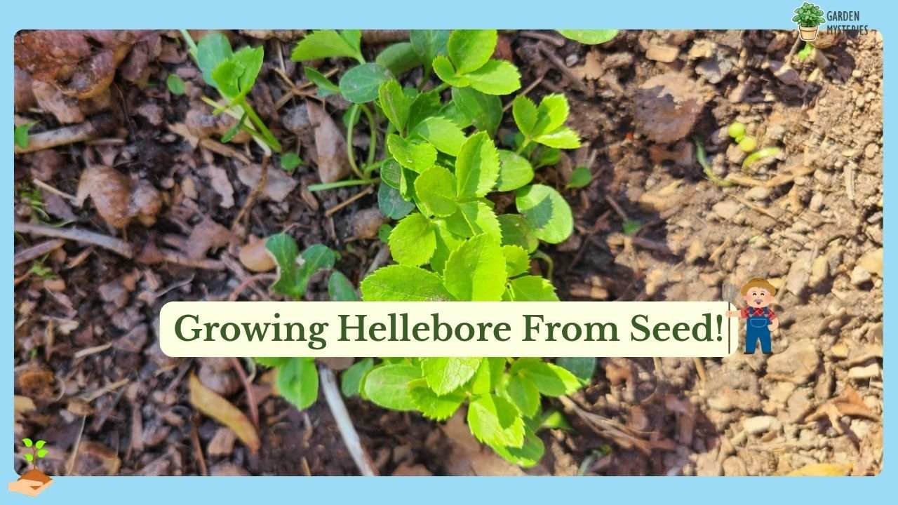 Growing Hellebore From Seed