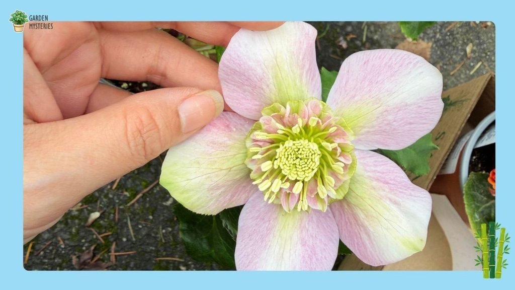 Hellebores Seed Germination