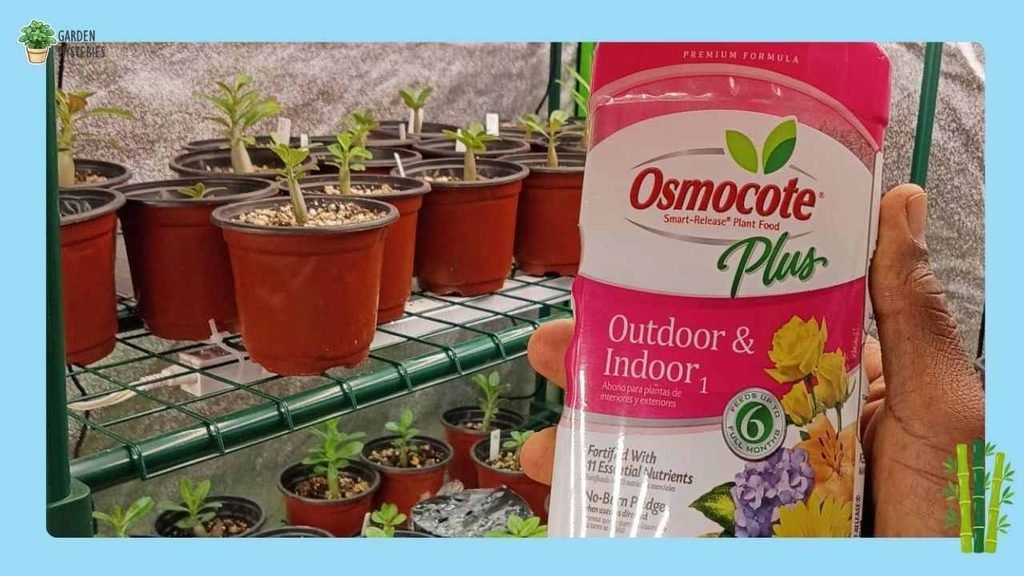 Best Fertilizers for Annuals & Perennials - Osmocote Smart-Release Plant Food Plus