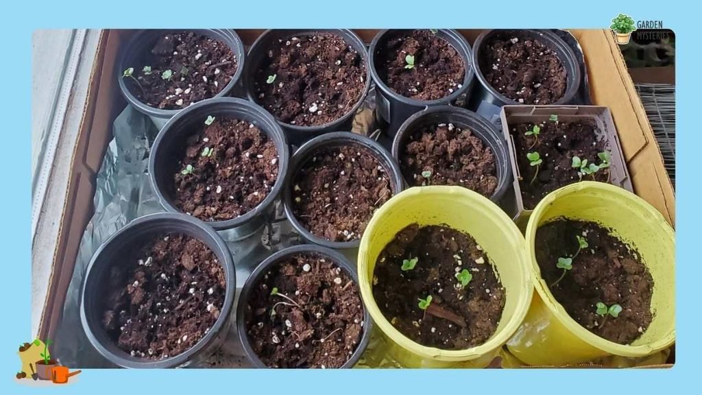 Prepare Pots & Growing Mix