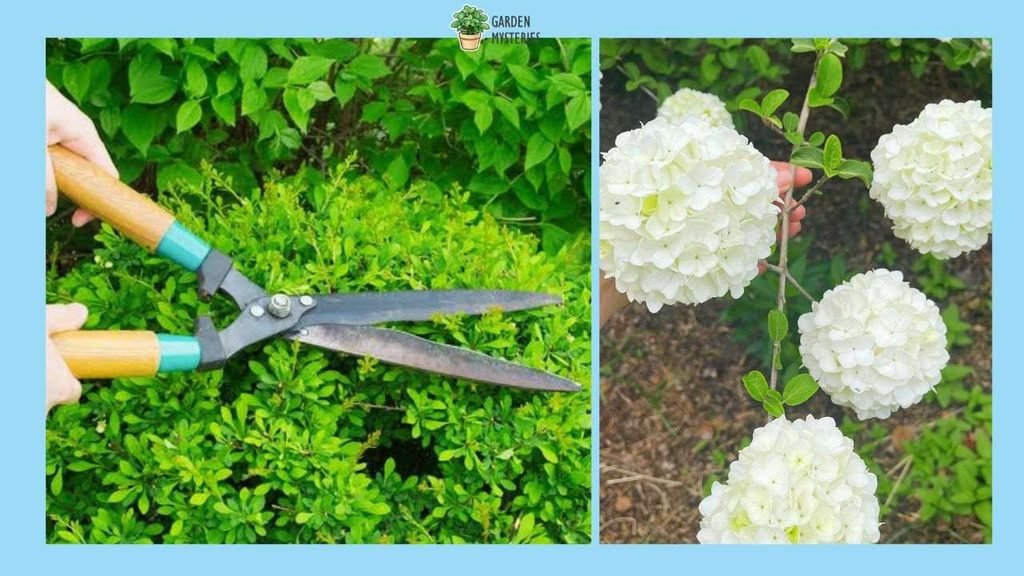How Do You Prune a Snowball Bush