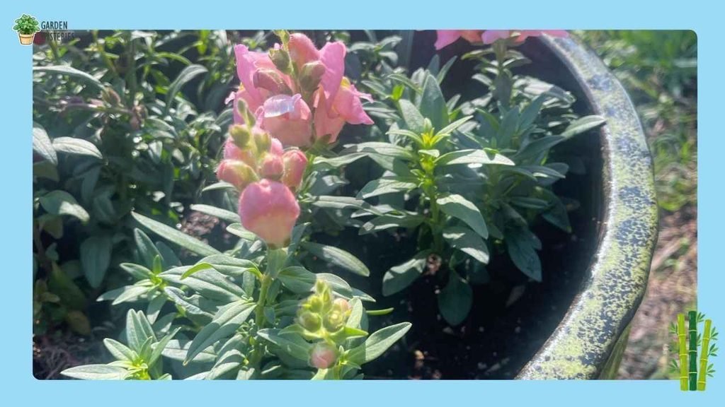 Growing Snapdragons