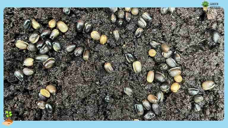 Sow the Seeds, Growing Hellebore From Seed
