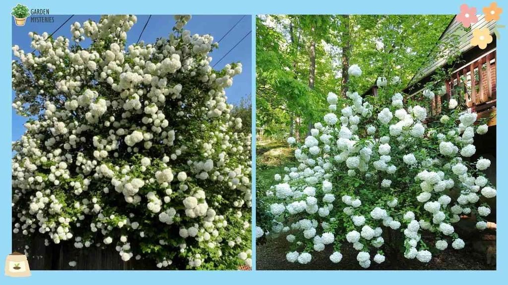 Viburnum and Hydrangea