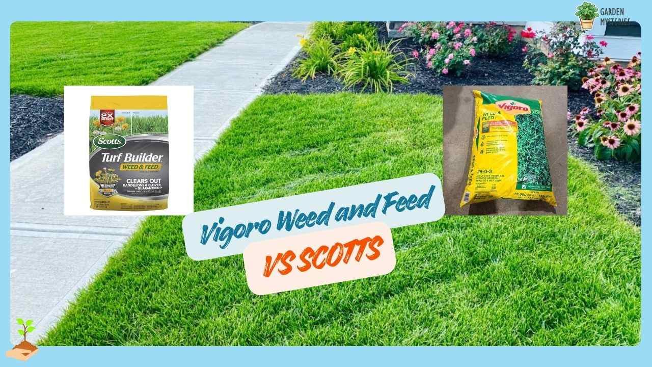Vigoro Weed and Feed vs. Scotts