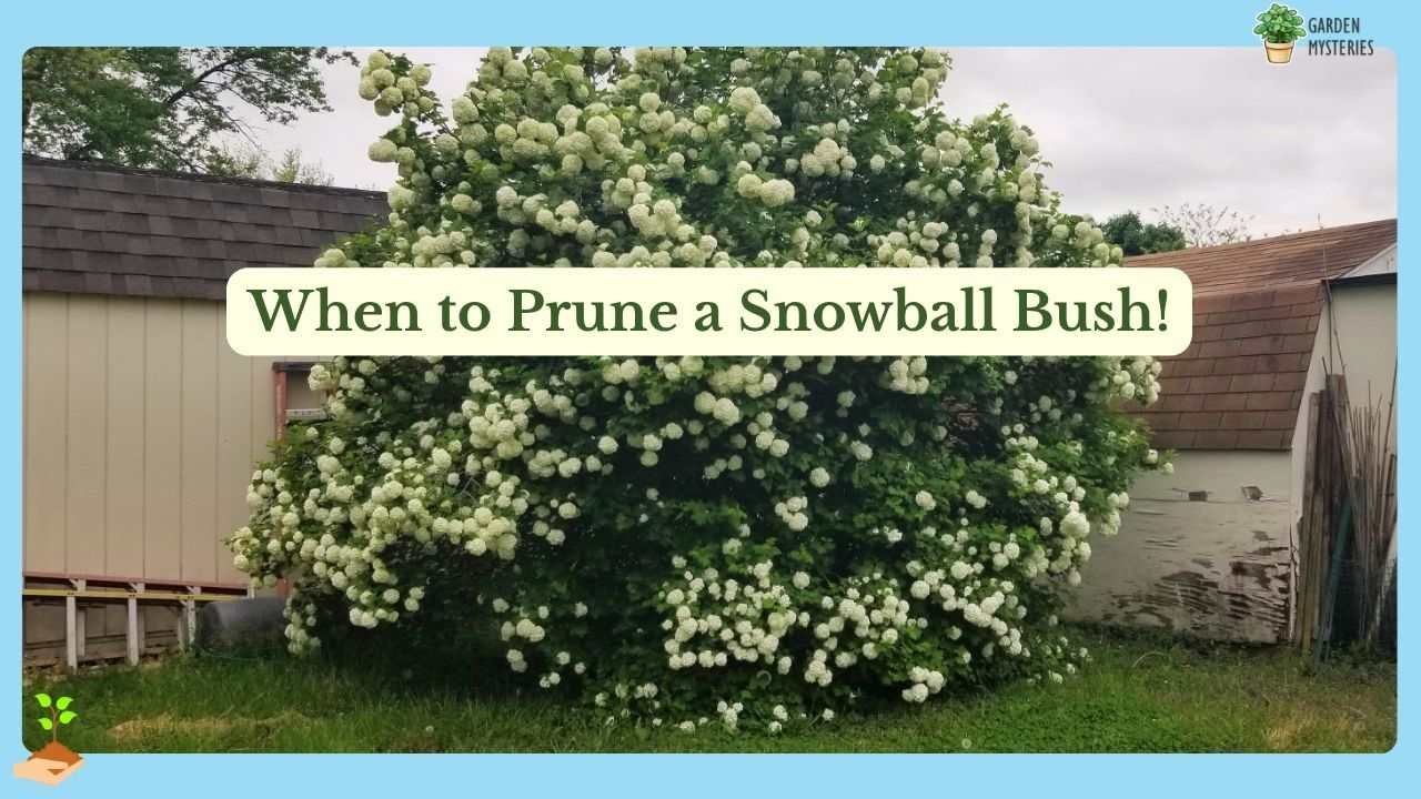 when to prune snowball bush