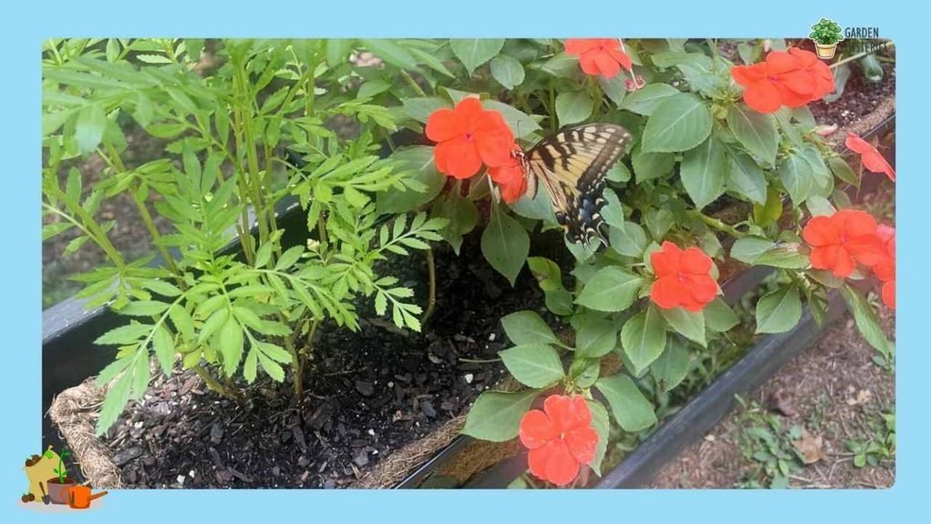 Can You Tell If Your Flowers Need Fertilizer